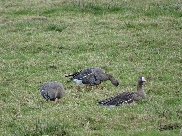 韓國隊或許 韓國隊或許